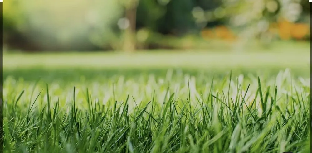Top-rated residential landscaping for outdoor upgrades across Round O, SC - Singletons Lawn Care