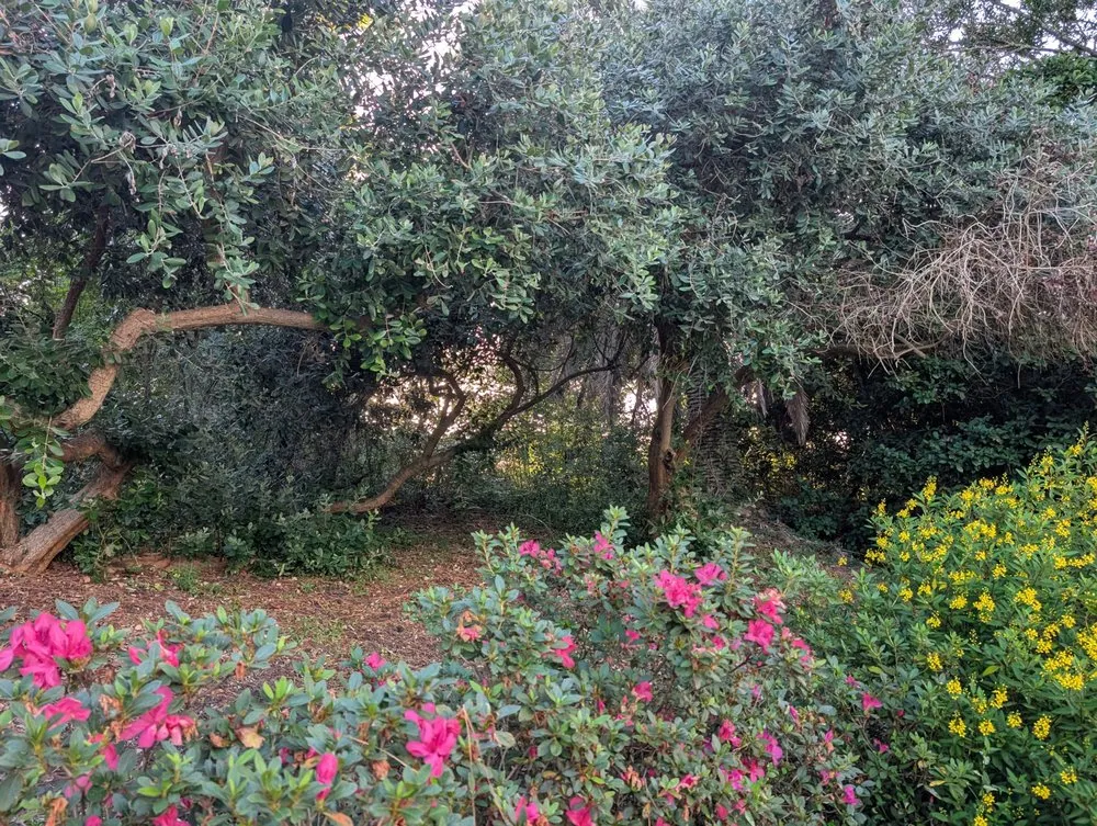 Professional landscape design in St. Augustine, FL - Sir Weeds a Lot