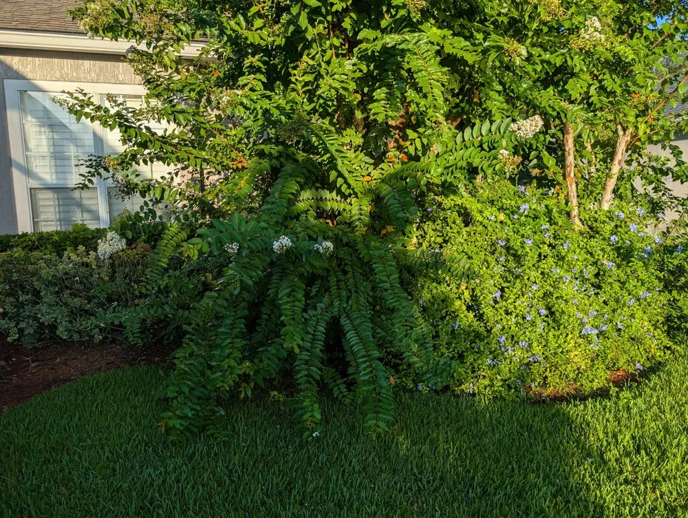 Local landscaping services near you in St. Augustine, FL by Sir Weeds a Lot