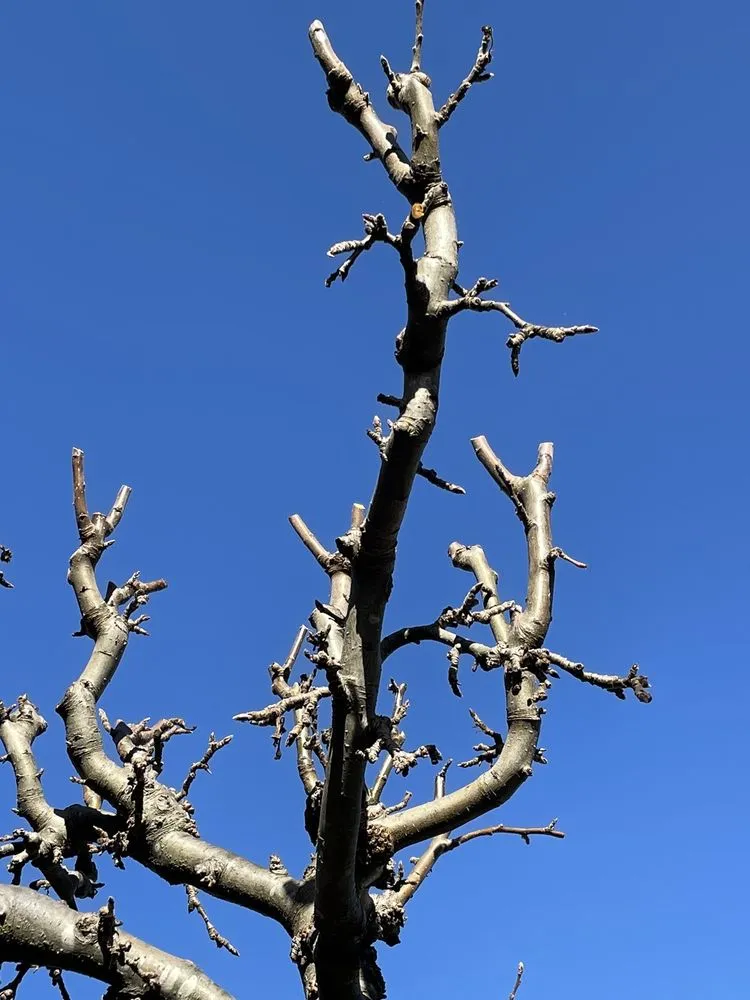 Top-rated landscape installation experts serving San Carlos, CA - Sirenio Vargas Garden And Landscaping Services