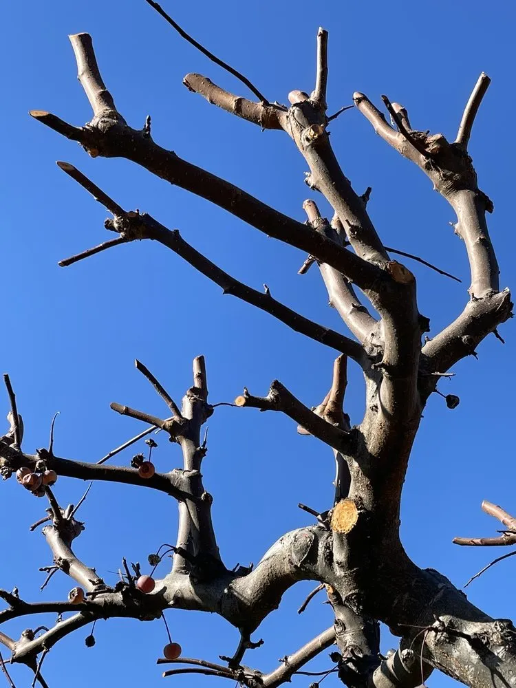 Trusted yard maintenance for beautiful yards in San Carlos, CA by Sirenio Vargas Garden And Landscaping Services