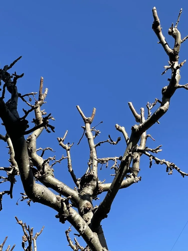 Local yard maintenance experts serving San Carlos, CA - Sirenio Vargas Garden And Landscaping Services