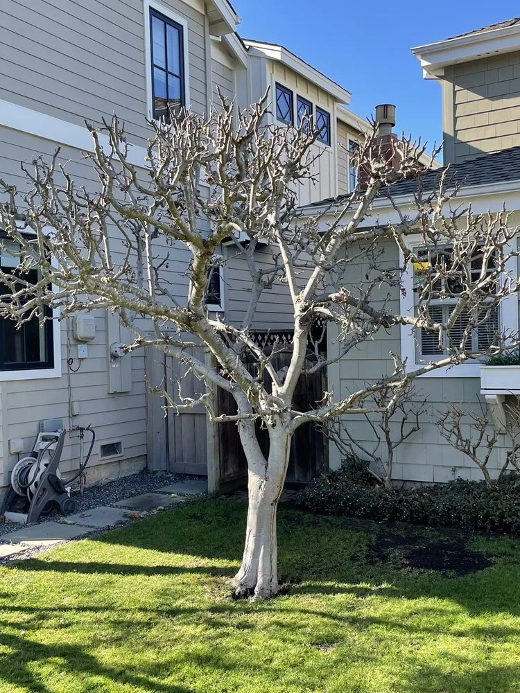 Custom landscape design experts serving San Carlos, CA - Sirenio Vargas Garden And Landscaping Services