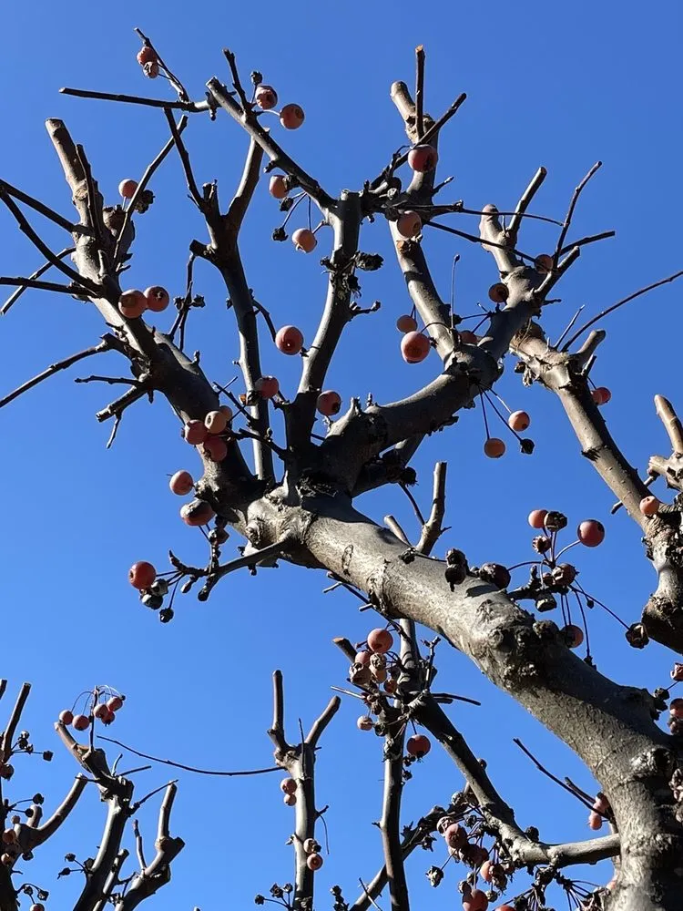 Professional landscape design for beautiful yards in San Carlos, CA by Sirenio Vargas Garden And Landscaping Services