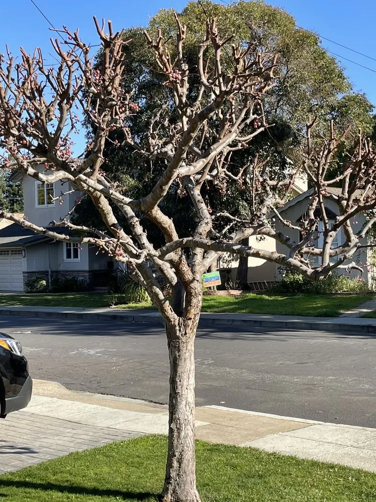 Expert yard cleanup service in San Carlos, CA - Sirenio Vargas Garden And Landscaping Services