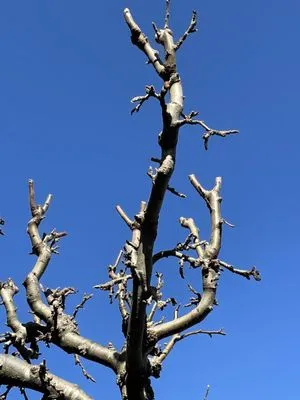 Sirenio Vargas Garden And Landscaping Services Logo