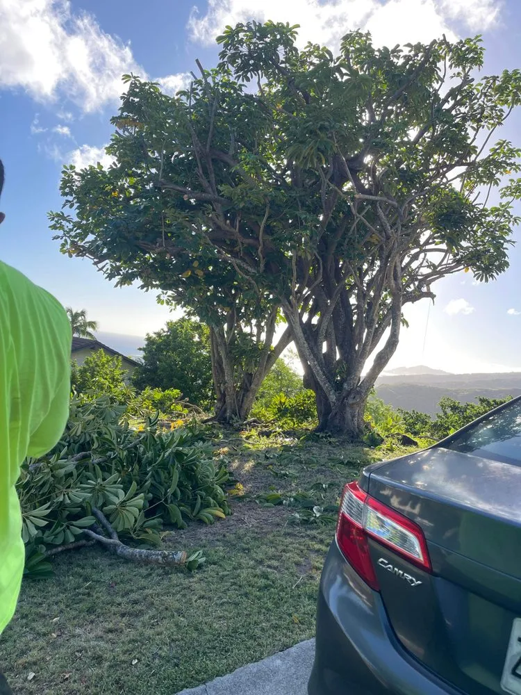 Professional lawn care service near you across Kaneohe, HI - Sitake Landscape & Masonry