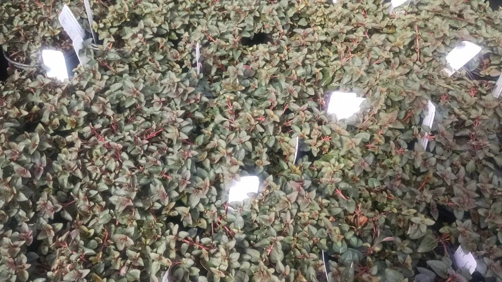 Reliable landscaping services for residential properties across Alpharetta, GA - SiteOne Landscape Supply