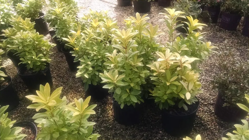 Reliable landscape installation in Alpharetta, GA by SiteOne Landscape Supply