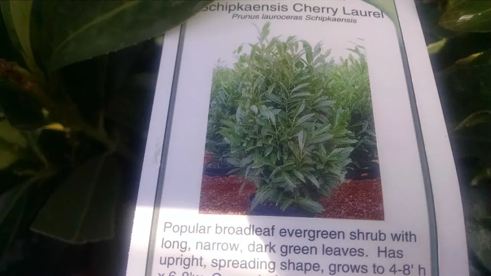 Custom outdoor landscaping for homes in Alpharetta, GA by SiteOne Landscape Supply