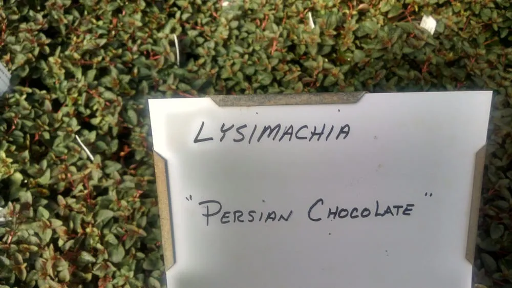 Local garden landscaping in Alpharetta, GA - SiteOne Landscape Supply