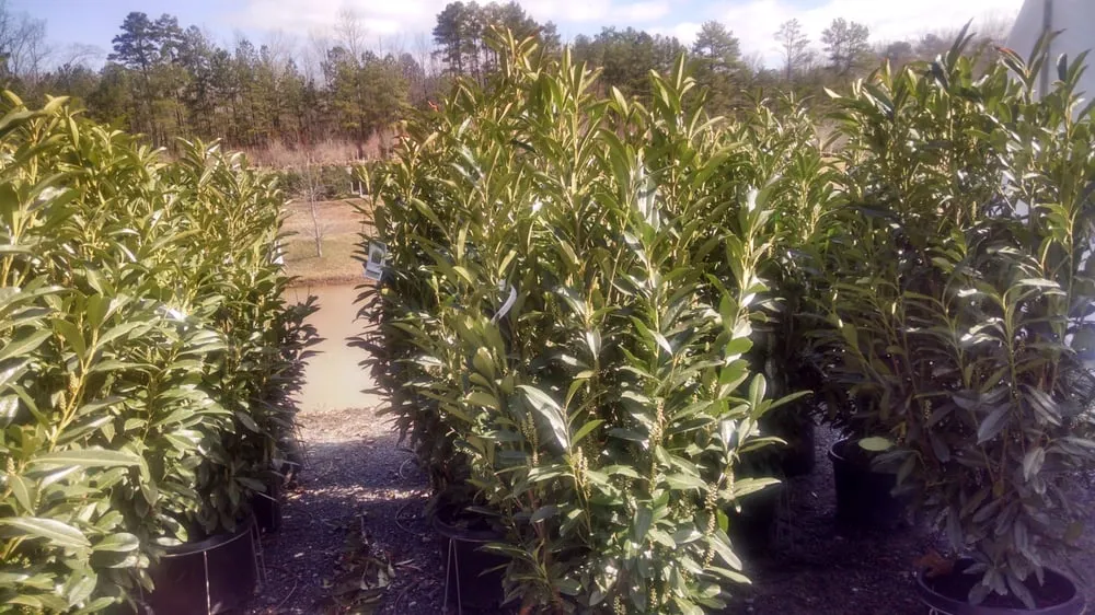 Reliable yard maintenance near you in Alpharetta, GA by SiteOne Landscape Supply