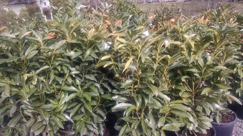 Local lawn care service in Alpharetta, GA - SiteOne Landscape Supply