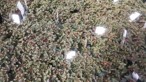 SiteOne Landscape Supply