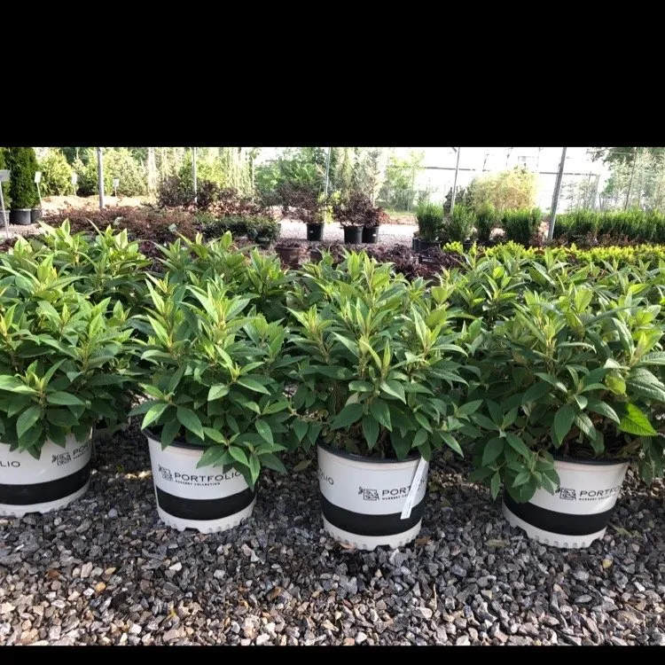 Expert garden landscaping for year-round maintenance in Edmond, OK by SiteOne Landscape Supply