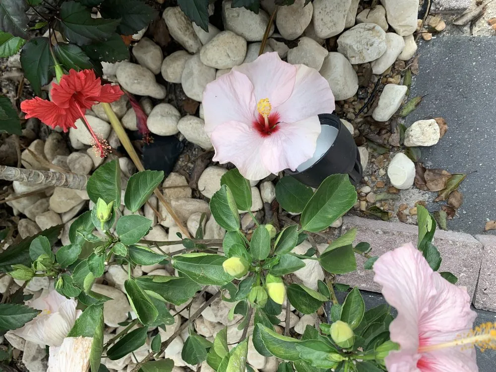 Top-rated yard cleanup service for residential properties in Mount Plymouth, FL by Sitzer Immaculate Touch