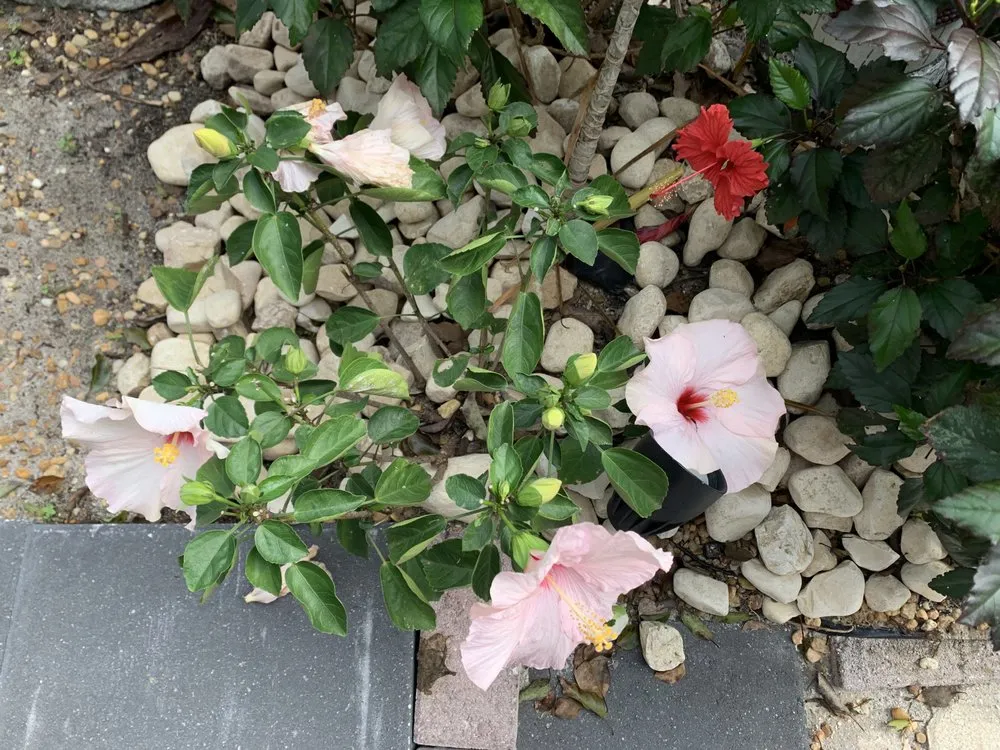 Trusted landscaping services in Mount Plymouth, FL - Sitzer Immaculate Touch