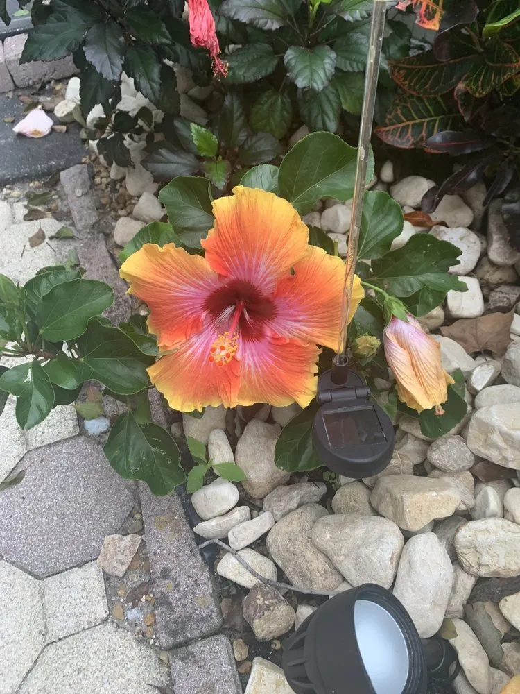 Local lawn care service in Mount Plymouth, FL - Sitzer Immaculate Touch