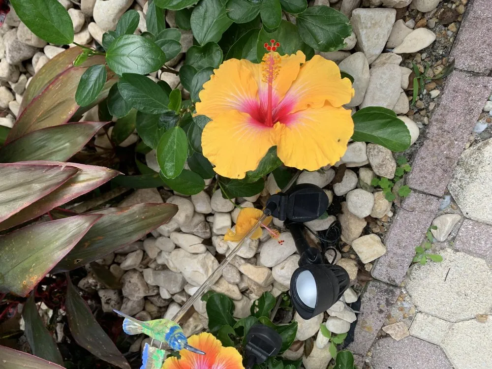 Reliable garden landscaping in Mount Plymouth, FL by Sitzer Immaculate Touch