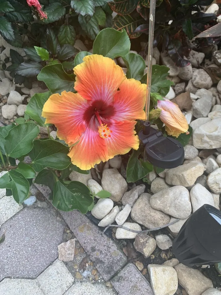 Local yard cleanup service in Mount Plymouth, FL by Sitzer Immaculate Touch