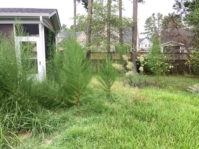 Trusted lawn care service for outdoor upgrades in North Charleston, SC by Sivies Family Garden