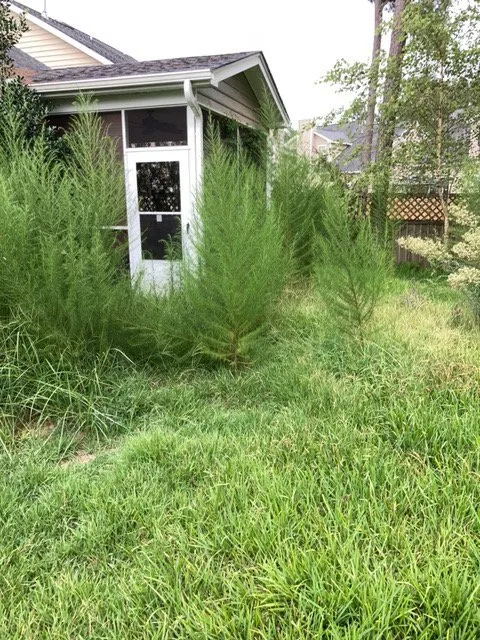 Expert lawn care service experts serving North Charleston, SC - Sivies Family Garden