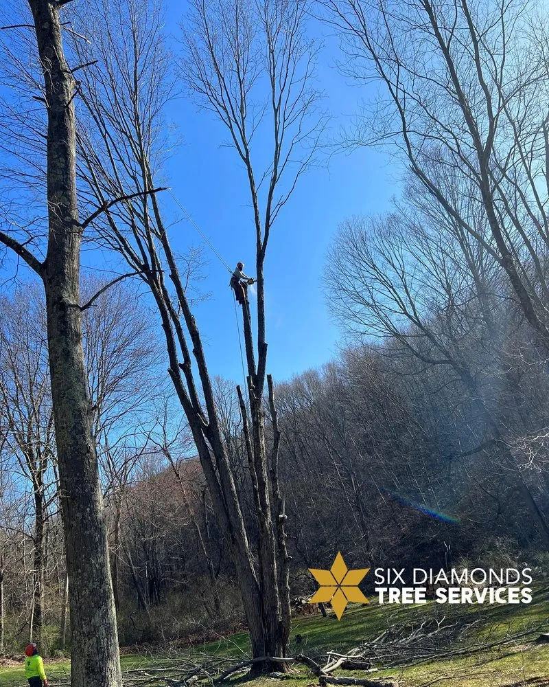 Trusted outdoor landscaping experts serving Pawling, NY - Six Diamonds Tree Services & Landscaping