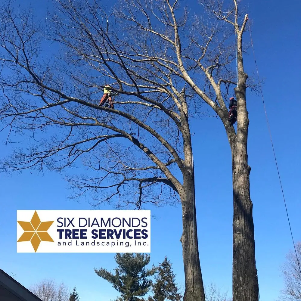 Custom yard cleanup service experts serving Pawling, NY - Six Diamonds Tree Services & Landscaping