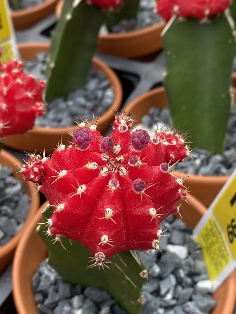 Expert residential landscaping experts serving Springfield, MA - Sixteen Acres Garden Center