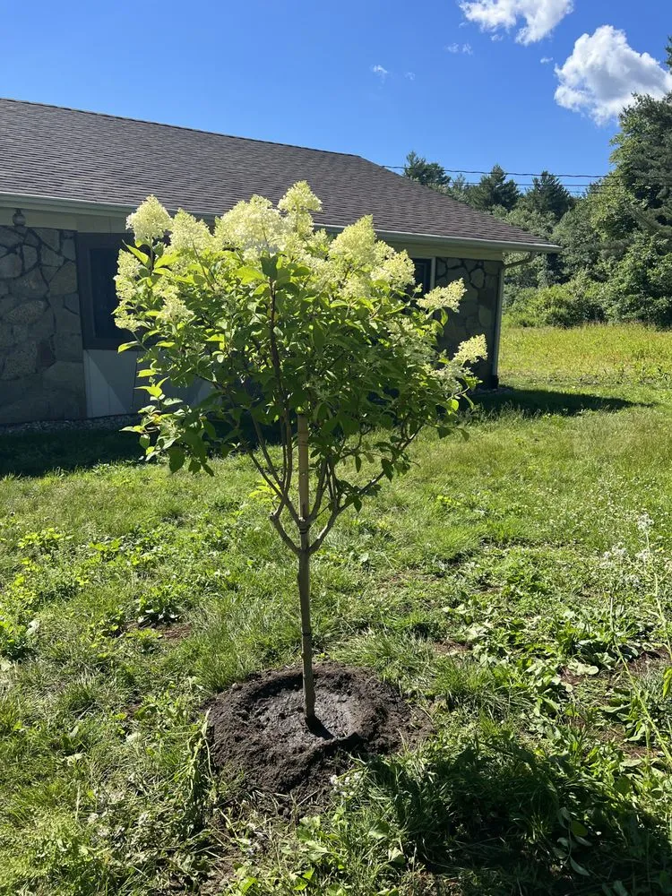 Top-rated lawn care service in Springfield, MA by Sixteen Acres Garden Center