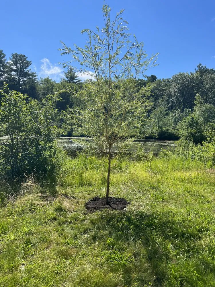 Local yard cleanup service in Springfield, MA by Sixteen Acres Garden Center