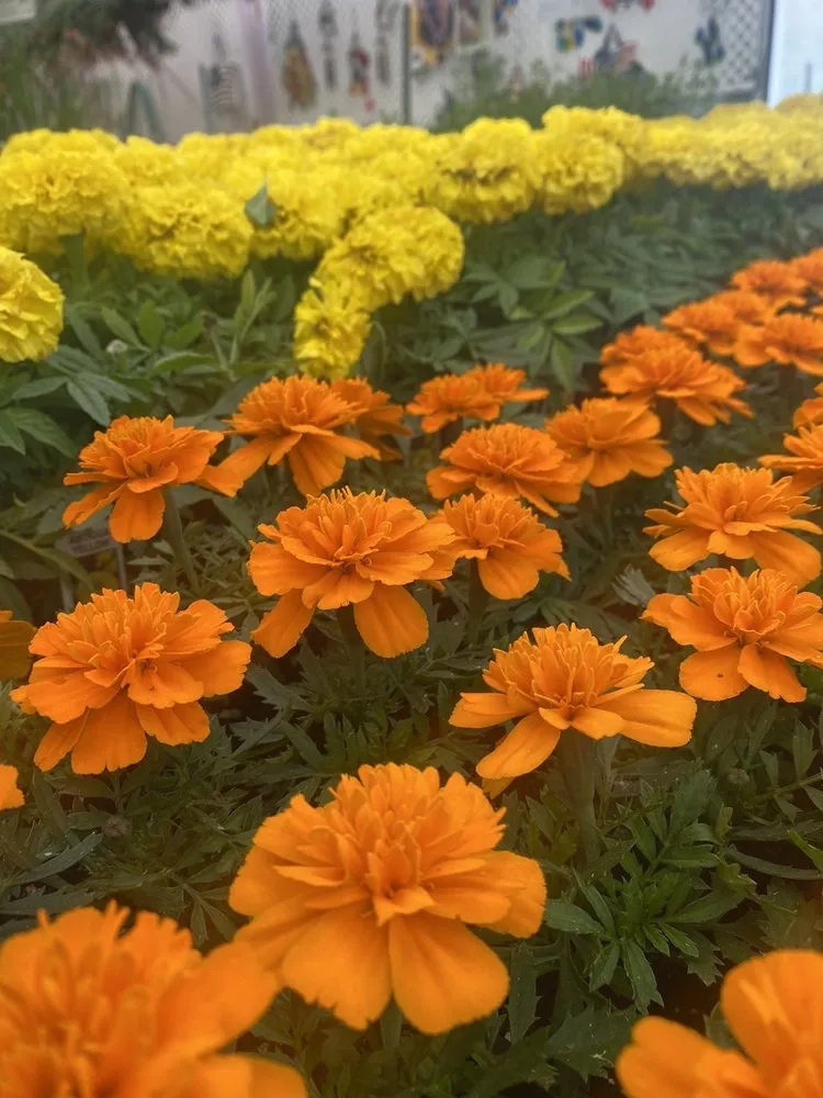 Expert outdoor landscaping for beautiful yards across Springfield, MA - Sixteen Acres Garden Center