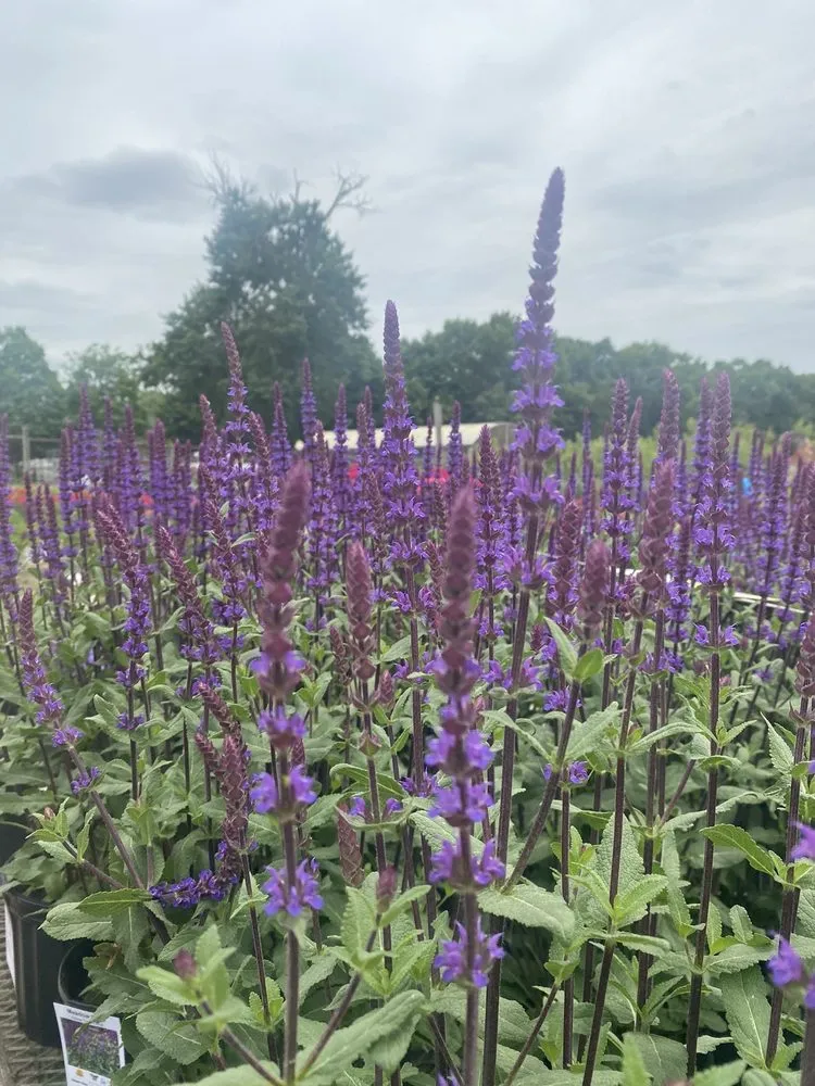 Affordable lawn mowing service in Springfield, MA - Sixteen Acres Garden Center