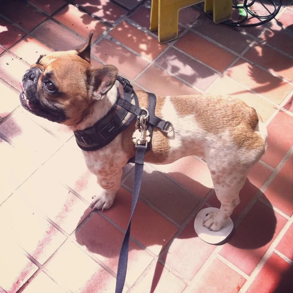 Top-rated garden landscaping for outdoor upgrades in Springfield, MA by Sixteen Acres Garden Center