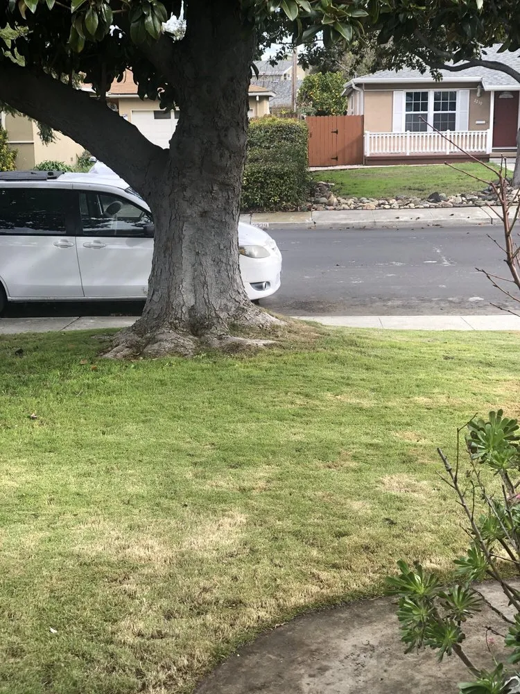Custom lawn mowing service in Richmond, CA - Sixto