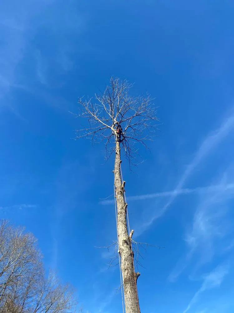 Expert outdoor landscaping experts serving Hazard, KY - Sizemore Landscaping & Tree Removal