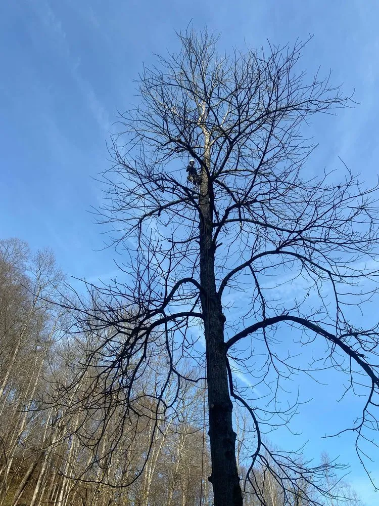 Local landscape installation in Hazard, KY by Sizemore Landscaping & Tree Removal