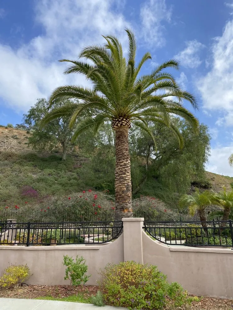 Professional landscape design in Escondido, CA by S&J Landscaping