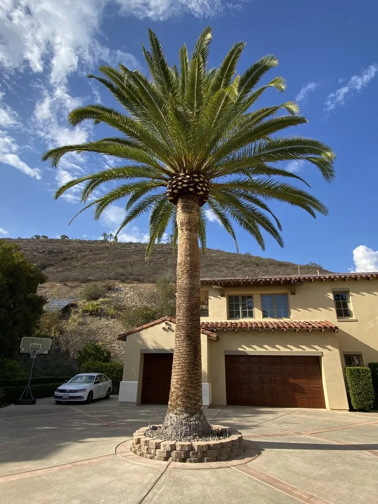 Local yard cleanup service in Escondido, CA - S&J Landscaping