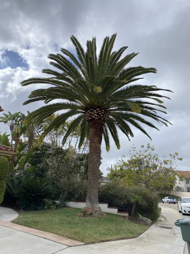 Expert yard maintenance experts serving Escondido, CA - S&J Landscaping