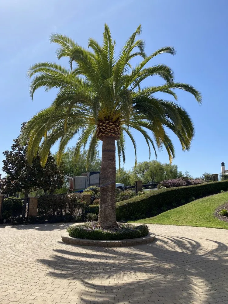 Reliable lawn care service for beautiful yards in Escondido, CA by S&J Landscaping