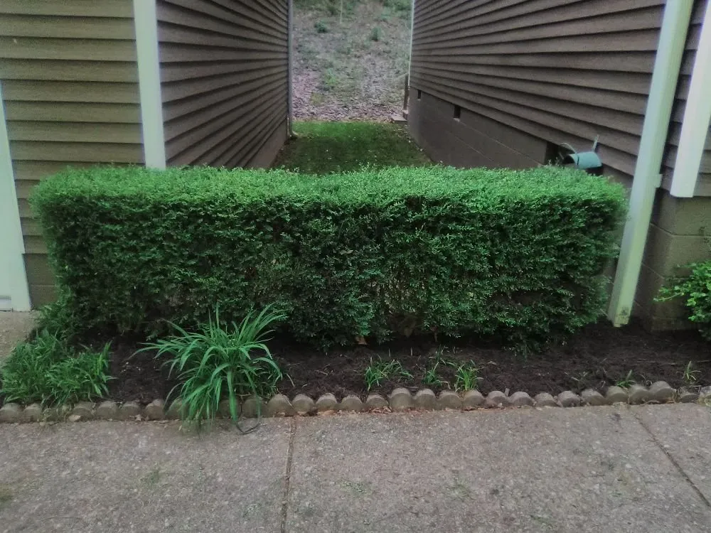 Custom yard maintenance in st.albans, WV - SJ Lawn Care Service