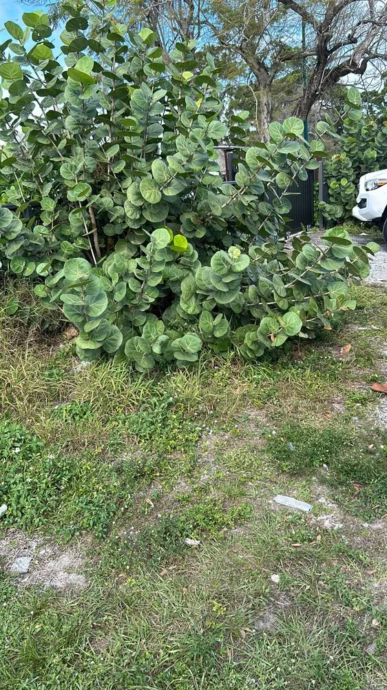 Professional landscape installation in Fort Pierce, FL by SJ Pressure Washing & Landscaping