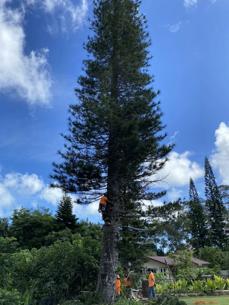 Affordable lawn mowing service in Ewa Beach, HI - SJ Tree & Landscape professionals