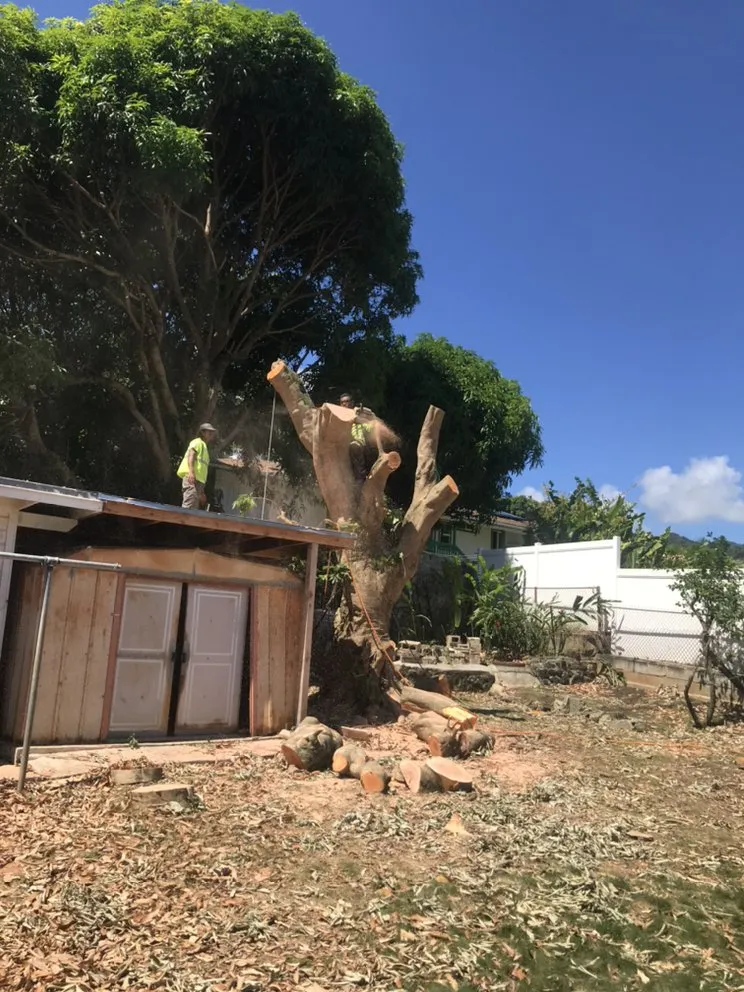 Professional lawn mowing service with custom design in Ewa Beach, HI by SJ Tree & Landscape professionals