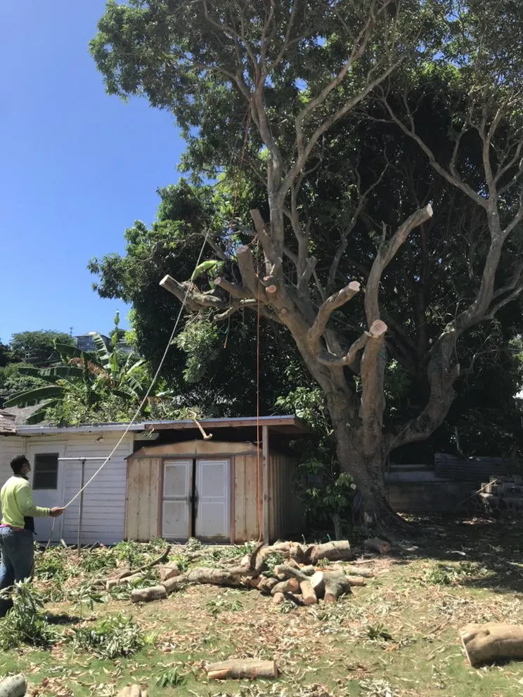 Custom landscaping services for residential properties in Ewa Beach, HI by SJ Tree & Landscape Professionals