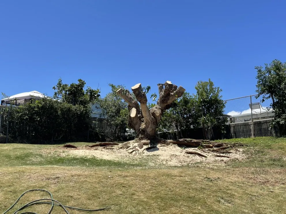 Trusted yard cleanup service in Ewa Beach, HI - SJ Tree & Landscape professionals