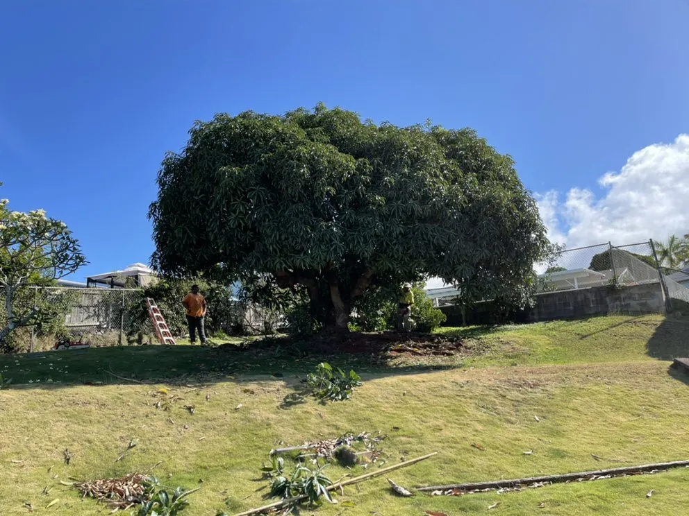 Local outdoor landscaping for beautiful yards in Ewa Beach, HI by SJ Tree & Landscape professionals