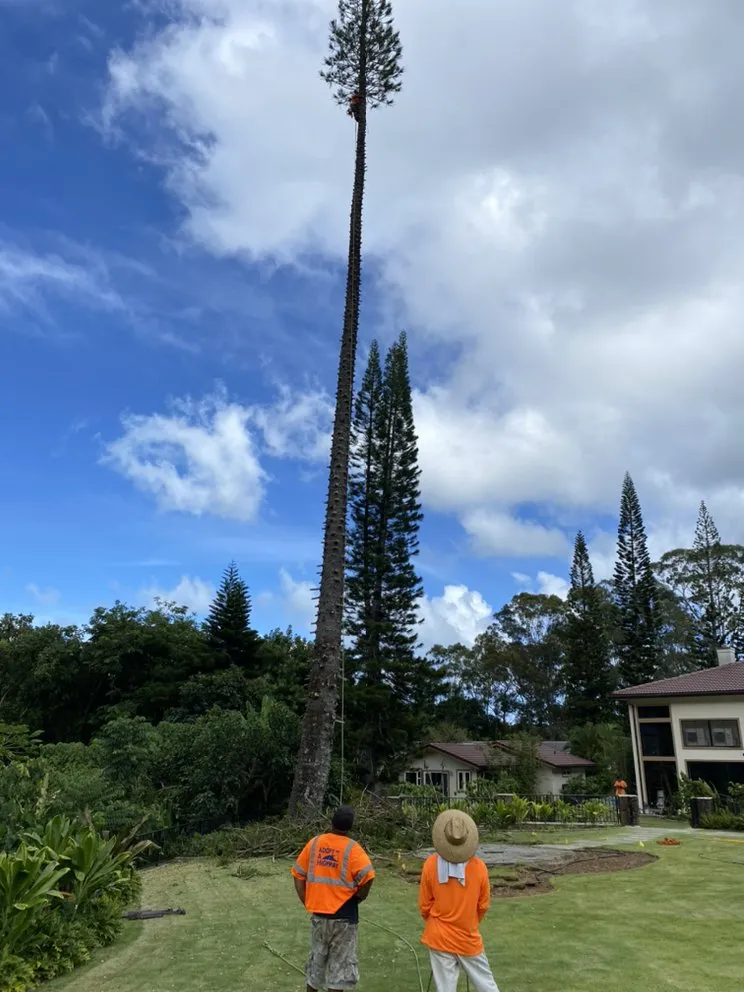 Reliable landscaping services for beautiful yards in Ewa Beach, HI by SJ Tree & Landscape professionals