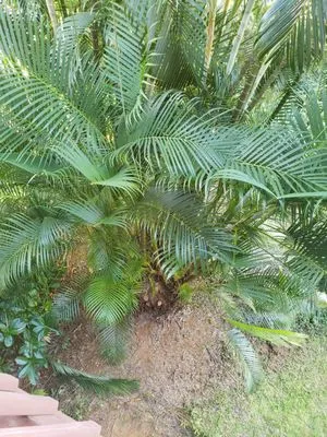 SJ Tree & Landscape professionals